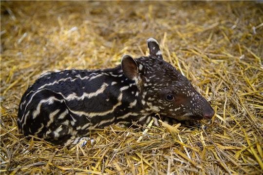 Ein nur ein Tag altes Flachlandtapir liegt im Zoo Magdeburg im Stroh. Das Tierkind war am 28. September 2023 geboren worden.