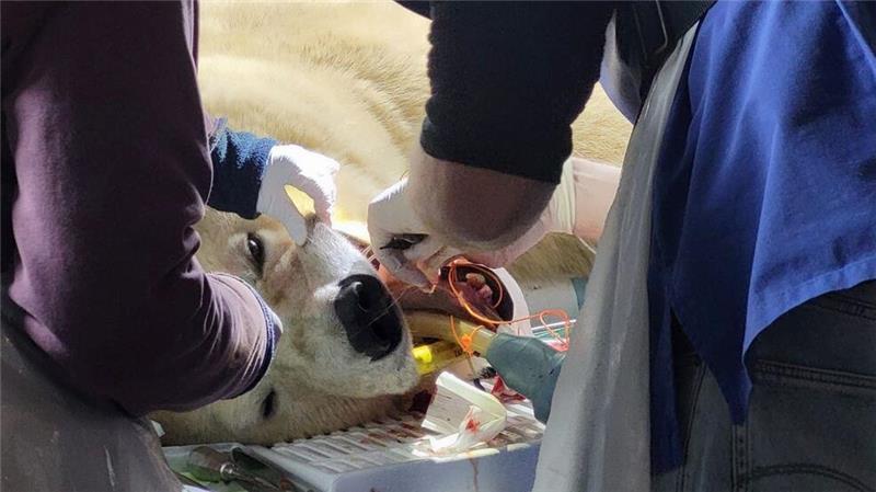 Zahn-OP bei Eisbärin Milana im Zoo Hannover Ein oberer Backenzahn war bei der Eisbärin gespalten.