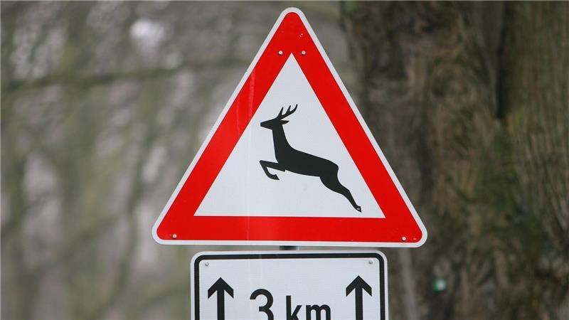 Ein plötzlich auftauchendes Reh sorgte bei Glücksburg für einen Verkehrsunfall. (Symbolbild)