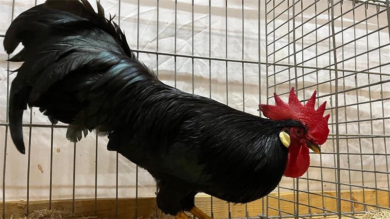 Oldendorfer Verein: 100 Jahre Geschichte, mehr als 600 Vögel zum Angucken Ein prächtiges, glänzendes Federkleid hat dieser Hahn der Rasse Italiener.