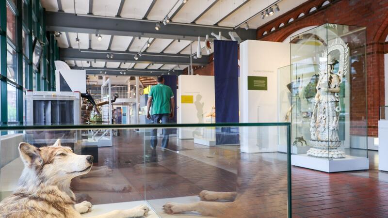 Ein präparierter Kanadischer Timberwolf liegt in einer Vitrine des Zollmuseums.