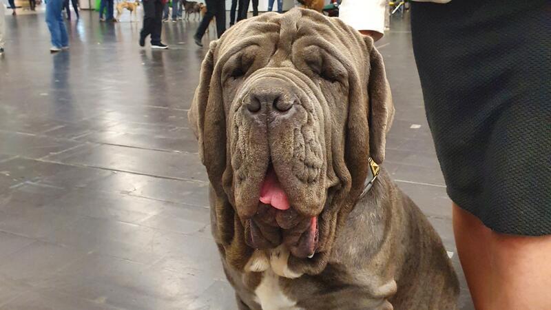 Schmerzen und Schäden: Himmelpfortener Tierärztin kämpft gegen Qualzucht Ein preisgekrönter Mastino, der vor lauter Falten kaum noch etwas sehen kann.