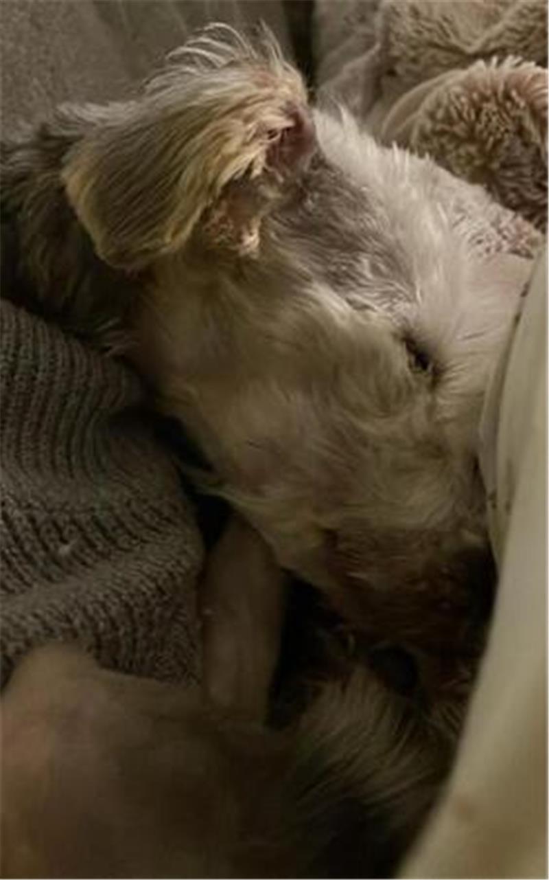 Ein richtiger „Kuschelhund“ sei der kleine Mischling, sagt seine Retterin.