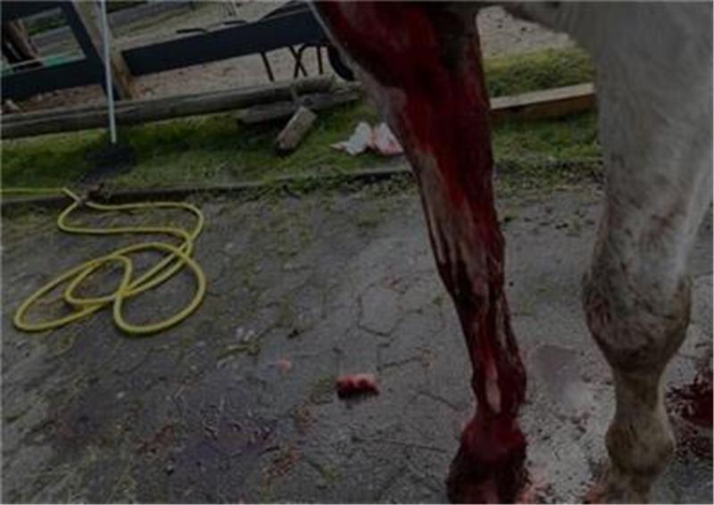 Ein schockierendes Bild des attackierten Pferdes tauchte schnell in den sozialen Medien auf. Foto: Screenshot/Privat