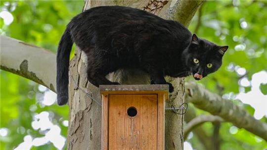 Ein schwarzer Kater sitzt während seiner Jagd nach Vögeln auf einem Nistkasten an einem Baum.