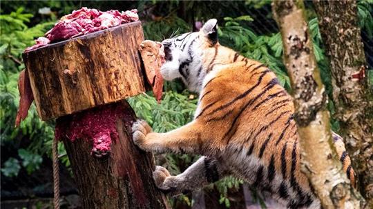 Ein schwingender Futterbaum für Tiger soll für Beschäftigung sorgen.
