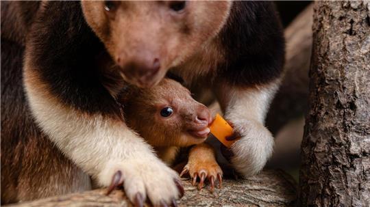 Ein seltenes Baumkänguru-Baby macht gerade seine ersten Erfahrungen mit der Außenwelt.
