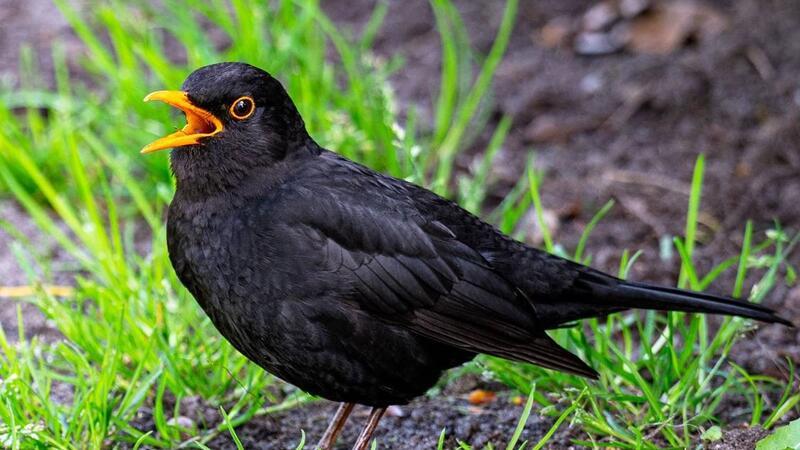 Vom Wald nach Buxtehude und Stade: Warum die Amsel besonders „cool“ ist Ein singendes Amselmännchen.