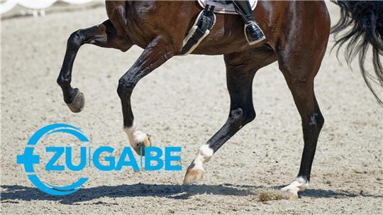 Ein skurriler Fall landet vor Gericht: Was passiert, wenn der Tierarzt das Hengst-Sperma vertauscht?