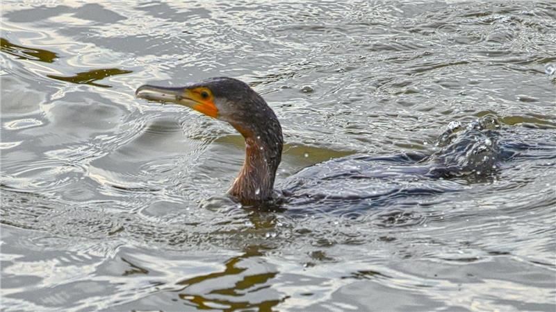 Ein "tiefliegender" Kormoran im Wasser.