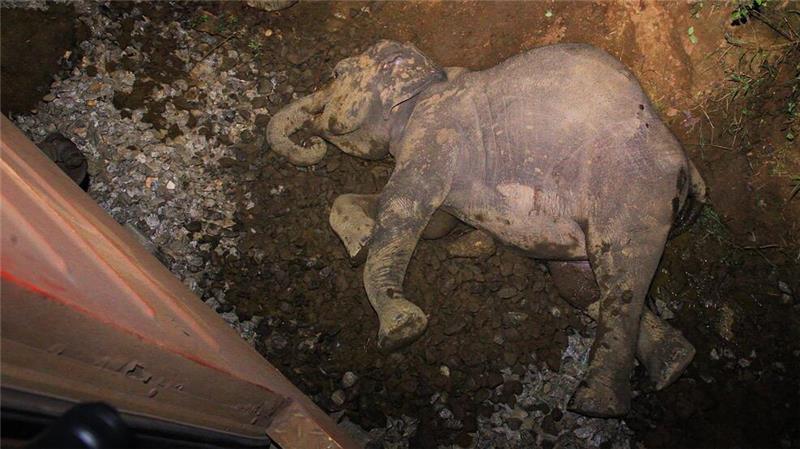 Sechs Elefanten sterben in Sri Lanka bei Kollision mit Zug Ein toter Elefant liegt neben einem entgleisten Zugwaggon, nachdem ein Personenzug mit einer Elefantenherde zusammengestoßen ist. (Foto aktuell)