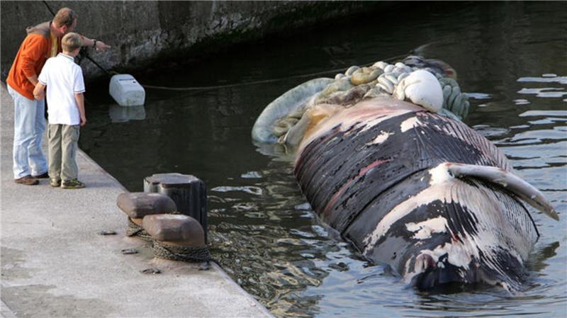 Ein toter Finnwal treibt im September 2006 im Hafenbecken von Cuxhaven. Das 17 Meter lange Tier wurde einige Stunden zuvor in der Außenelbe treibend entdeckt.