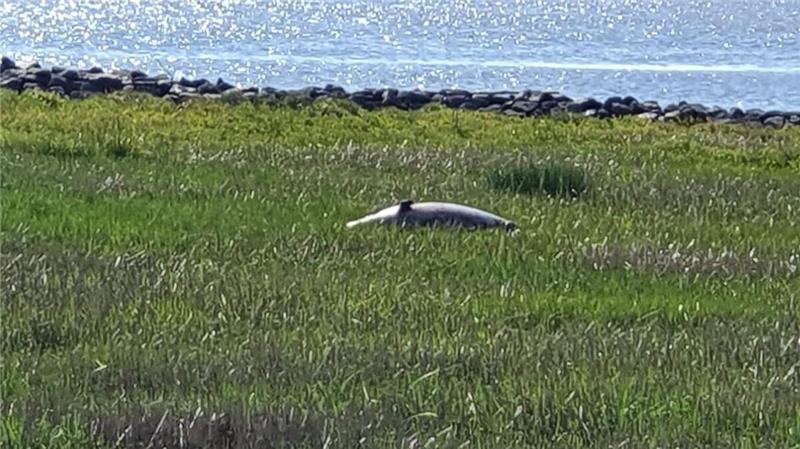 Ein toter Schweinswal ist am Duhner Strand entdeckt worden. Foto: Nagel