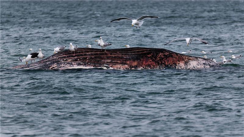 Ein toter Wal ist vor der dänischen Insel Anholt von Möwen umgeben.