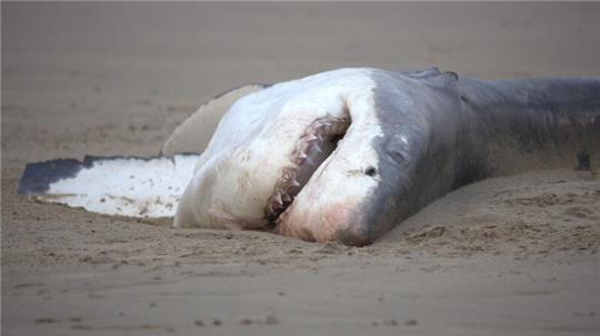Ein toter Weißer Hai liegt an einem Srand (undatiertes Handout)