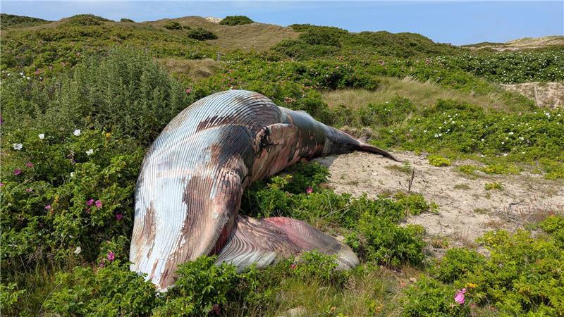 Toter Zwergwal auf Sylt angespült Ein toter Zwergwal liegt in den Dünen. Der Kadaver war an die Nordseeinsel getrieben worden, wo er am Dienstagabend gefunden wurde, und später in die Dünen gebracht worden. Er wurde am Mittwoch aufs Festland transportiert.