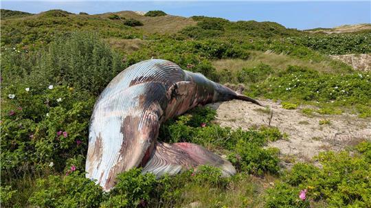 Ein toter Zwergwal liegt in den Dünen. Der Kadaver war an die Nordseeinsel getrieben worden, wo er am Dienstagabend gefunden wurde, und später in die Dünen gebracht worden. Er wurde am Mittwoch aufs Festland transportiert.