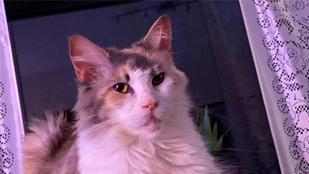 Ein trauriges Schicksal hat Luna hinter sich. "Sie wurde vor vier Jahren krank a...