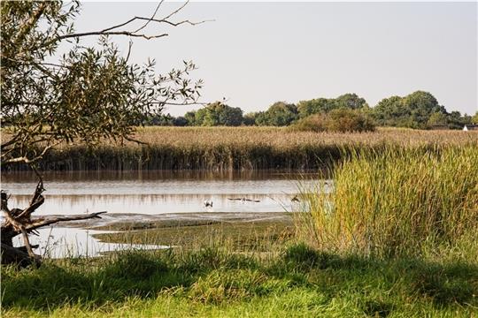 Ein typischer und ganz spezieller von Ebbe und Flut, von Süß- und Salzwasser geprägter Lebensraum auf Krautsand. Dieses Bild entstand an der Wischhafener Süderelbe. Diesen Lebensraum auf Krautsand zu erhalten und zu revitalisieren, ist Ziel