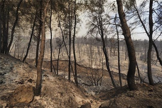 Ein verbrannter Wald in der Nähe des griechischen Dorfes Limni, etwa 160 Kilometer nördlich von Athen, auf der Insel Euböa. In Teilen Südeuropas kämpfen die Menschen weiter gegen heftige Waldbrände und extreme Hitze. Foto: Thodoris Nikolaou/AP/dpa