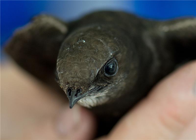 Dachböden werden zur tödlichen Hitzefalle für Vögel und Fledermäuse Ein verletzter Mauersegler wird in einer Mauerseglerklinik behandelt. Foto: Boris Roessler/dpa