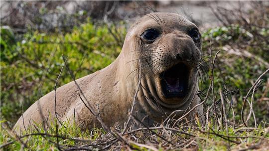Ein weiblicher See-Elefant gähnt am Strand des Año Nuevo State Parks. 