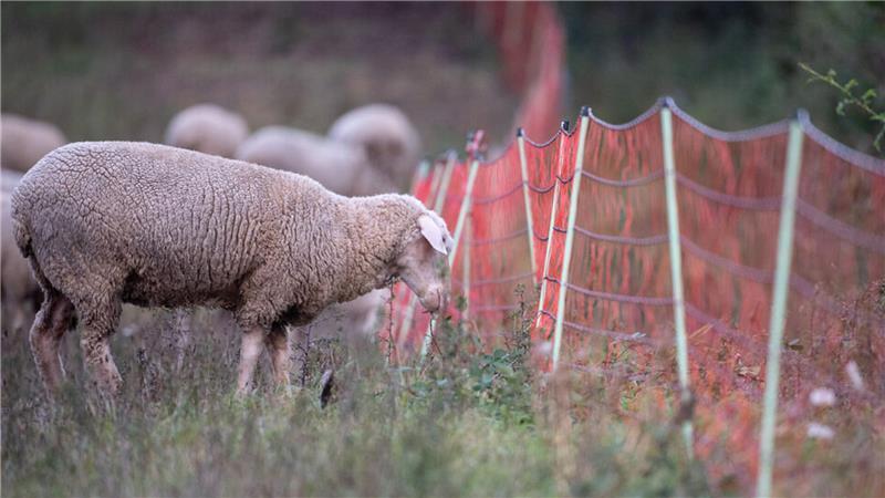 "Ein wirksamer Herdenschutz ist an Deichen aufgrund ihrer unebenen, exponierten Lagen oft nur schwer umsetzbar", heißt es unter anderem in dem Resolutionstext (Symbolfoto).