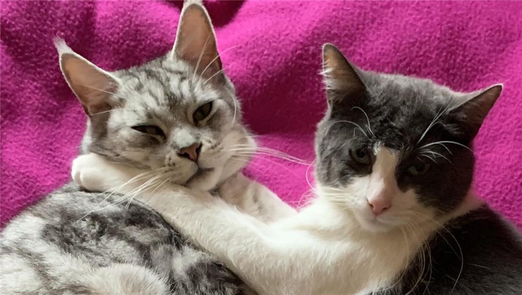 Ein wunderschönes Foto von Zeus (8, li.) und Odin (6) ist Mechthild Ballhause ge...