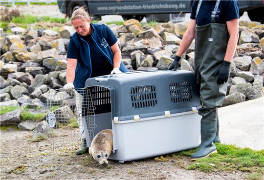 Ein Heuler wird aus einer Transportbox zur Auswilderung freigelassen. Foto: Daniel Bockwoldt/dp