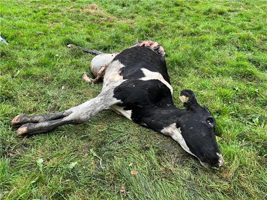 Ein Rind hat der Wolf getötet und eines so schwer verletzt, dass es erlöst werden musste. Foto: Wisser