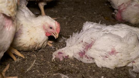 Einblicke in die Stallbedingungen eines Mastbetriebs in Deinste: Hier ein lebendes und ein totes Huhn. Tierrechtler haben Strafanzeige erstattet. Das Foto stammt von der Organisation Aninova.