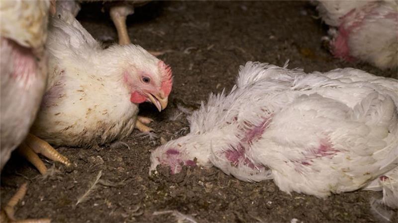 Rinder gequält, Hunde misshandelt: Tierschutz-Skandale im Kreis Stade Einblicke in die Stallbedingungen eines Mastbetriebs in Deinste: Hier ein lebendes und ein totes Huhn.