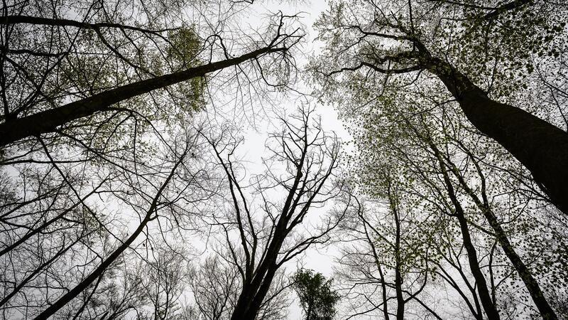 Sozialarbeiterin in Verdacht nach Leichenfund bei Göttingen Eine 15-Jährige wird tot im Wald bei Göttingen gefunden. Nun erhärtet sich der Verdacht, dass eine Sozialarbeiterin für das Verbrechen verantwortlich ist.