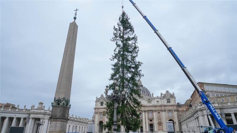 Alle Jahre wieder: Öko-Streit um Papst-Weihnachtsbaum Eine 29 Meter hohe Rotfichte aus dem Dorf Ledro in den Dolomiten wird auf dem Petersplatz aufgestellt.
