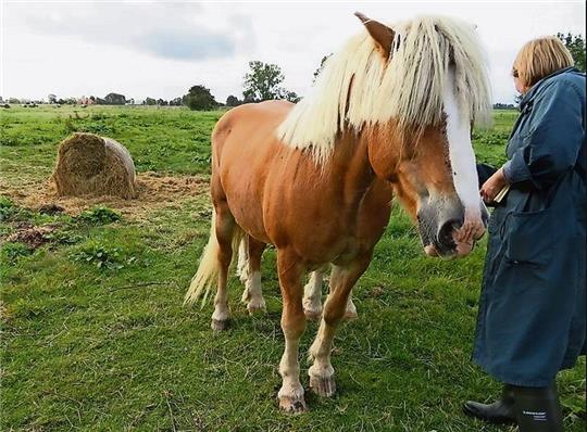 Eine Amtstierärztin bei der Arbeit auf einer Pferdeweide: Tierschutzkontrollen gehören zum täglichen Geschäft des Zweckverbandes Veterinäramt Jade-Weser. Foto: privat
