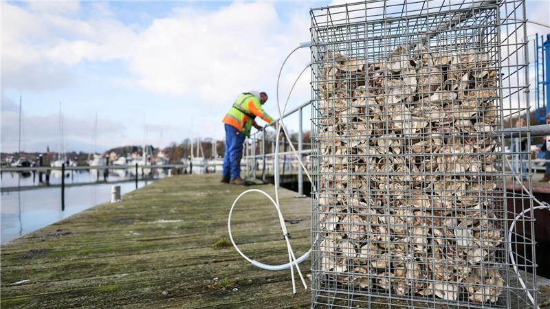 Eine Aufzuchthilfe für Fische aus Draht und Austernschalen.