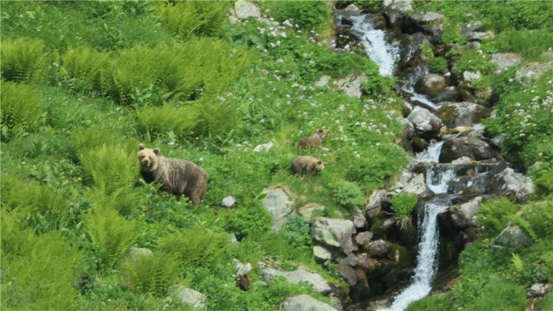 Eine Bärin geht mit ihrem Nachwuchs durch ein Tal in der Westtatra in der Slowakei. Nach offiziellen Zählungen gibt es in der Slowakei rund 1.200 freilebende Bären. (Archivbild)