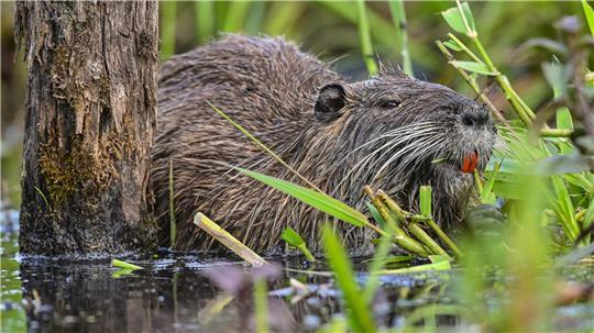 Eine Biberratte im Wasser: Im Landkreis Stade wird das Fleisch der Nutria zunehmend in der Gastronomie genutzt. Im Cuxland zögern die Köche noch.