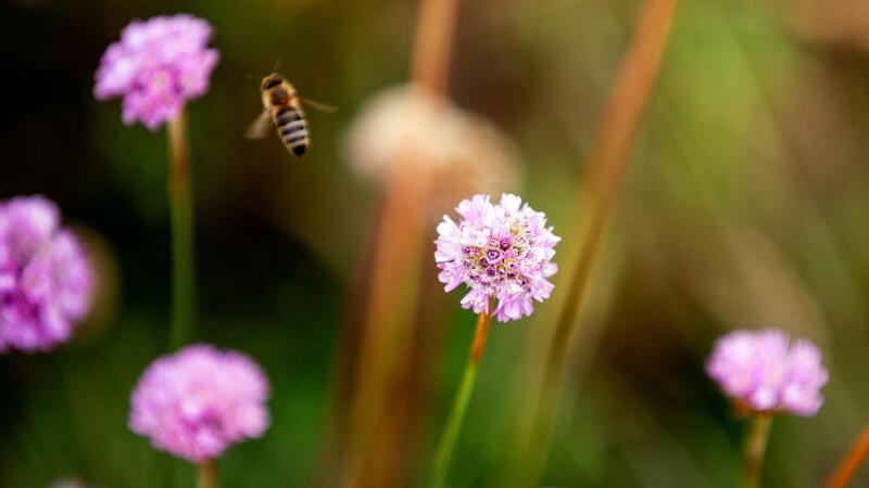 Grasnelke ist „Blume des Jahres 2024“ Eine Biene fliegt in einem Beet mit seltenen Pflanzen in Berlin zwischen Grasnelken.