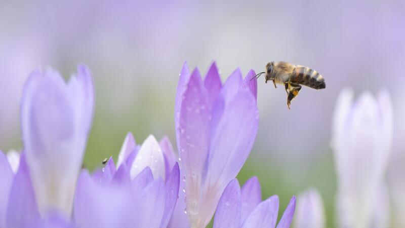 Eine Biene ist an blühenden Krokussen zu sehen. Frühlingshafte Temperaturen erwarten die Menschen.