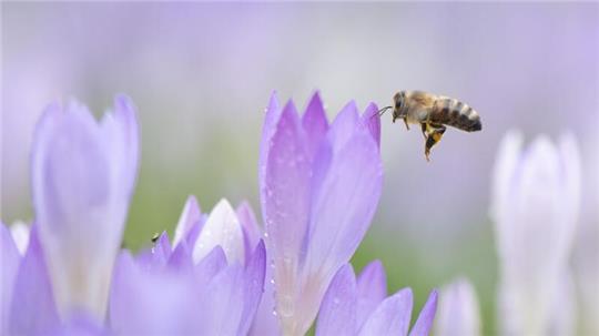 Eine Biene ist an blühenden Krokussen zu sehen. Frühlingshafte Temperaturen erwarten die Menschen.