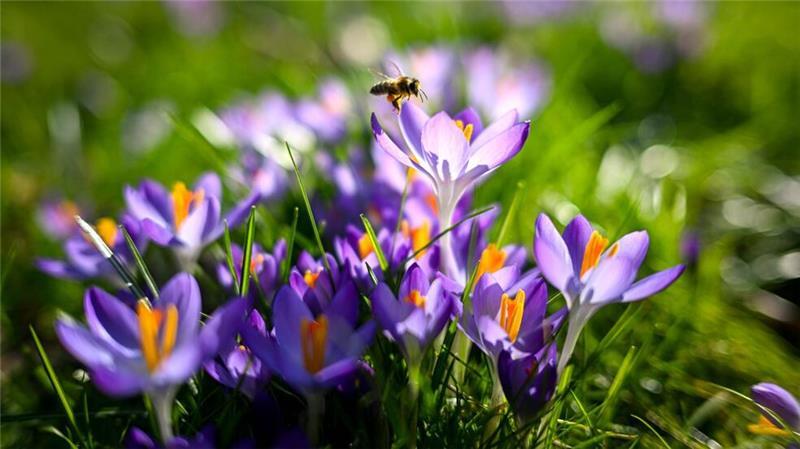 Eine Biene landet auf einem Krokus, der im Sonnenschein auf einer Wiese in Oldenburg steht. Es wird in Deutschland in diesen Tagen wieder deutlich wärmer und die Natur erwacht.