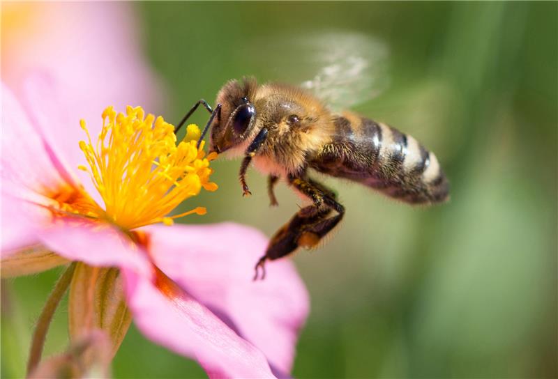 Eine Biene sammelt den Nektar von einem rosafarbenen Sonnenröschen. Foto: Daniel Reinhardt/dpa