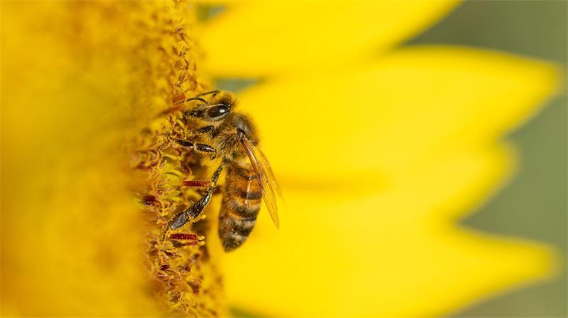Eine Biene sucht  in Rotweil auf einer Sonnenblume nach Nektar und Pollen.