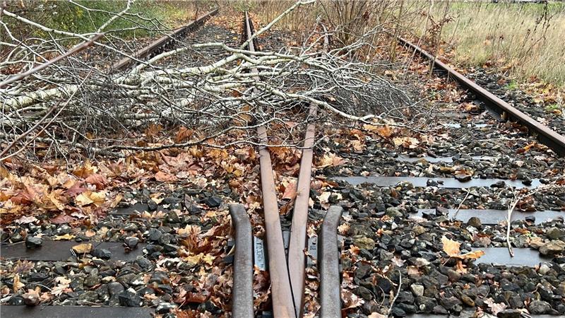 Als das Gleis in Ottenbeck Lebensader für Wirtschaft und Militär war Eine Birke liegt auf dem Gleis. Das stört derzeit niemanden.