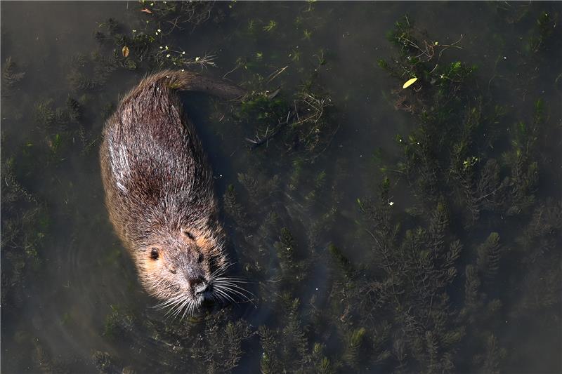 Eine Bisamratte in der Oste - wie Nutrias werden sie bejagt. Foto: Swen Pförtner/dpa