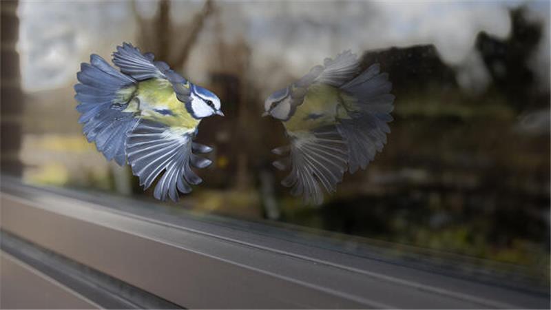 Eine Blaumeise vor einer Fensterscheibe.