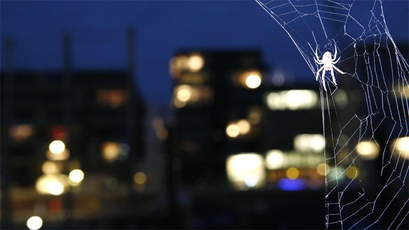 Eine Brückenspinne in ihrem Netz in der HafenCity in Hamburg (Illustration)