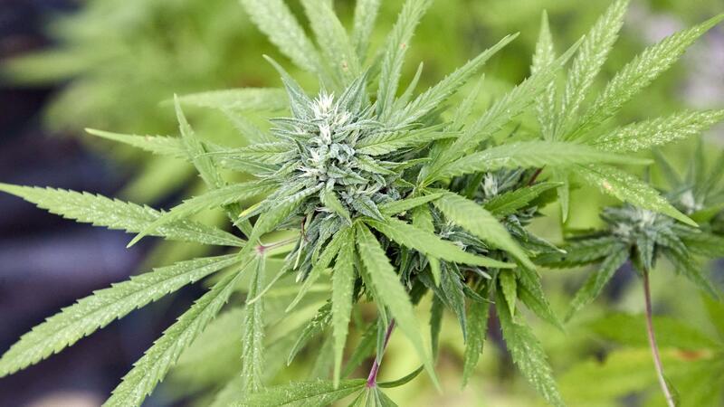 Cannabis-Gesetz: Tausende Verfahren müssen überprüft werden Eine Cannabispflanze.
