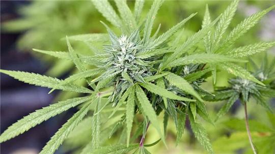 Eine Cannabispflanze.
